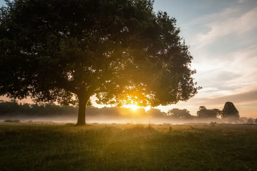 Árbol iluminado por el amanecer después de la noche